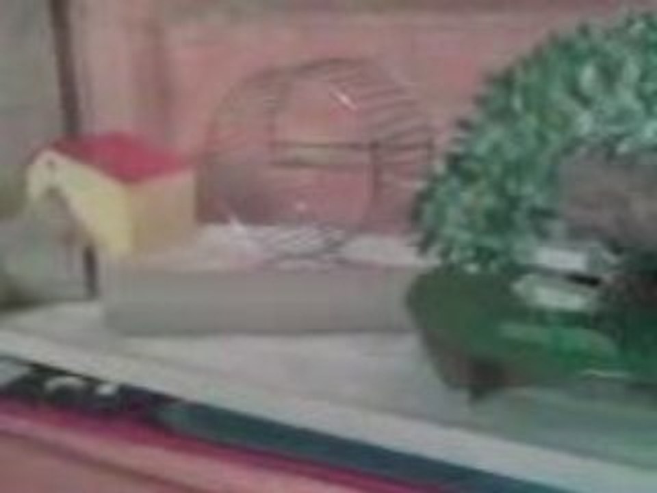 Ma souris Falomi qui explore sa villa :-D