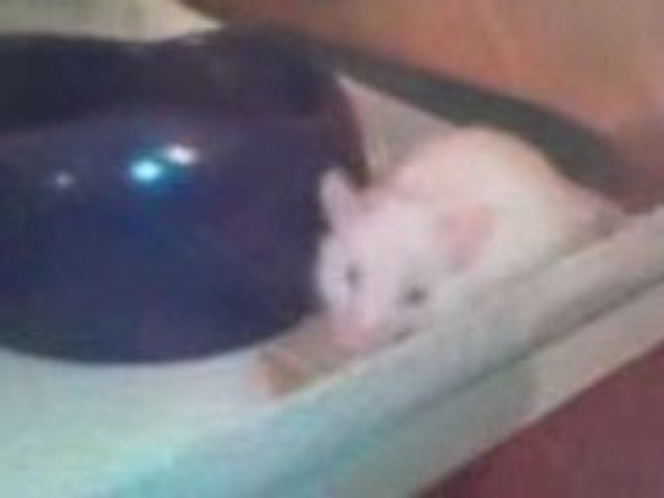 Ma souris Falomi qui prend son repas dans sa villa ! :-D