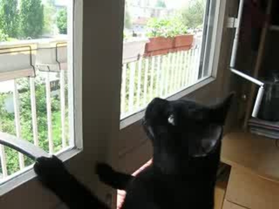 Quand ti-Futz est pas content