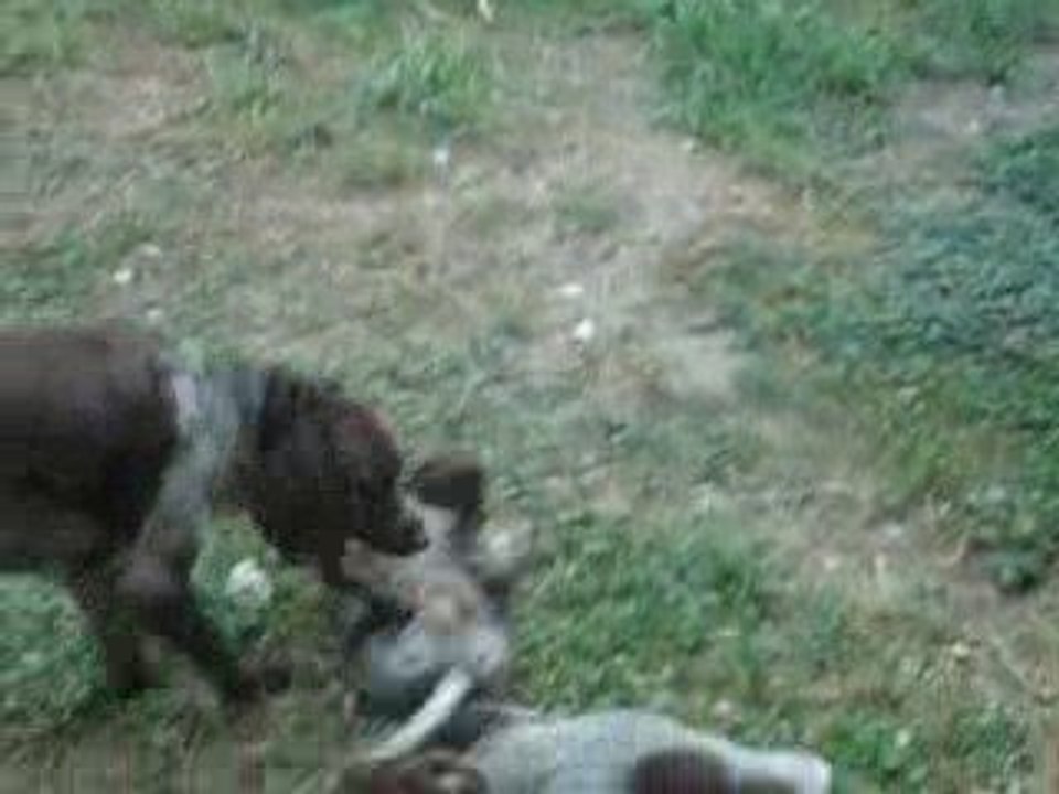 BAHIA ET SES CHIOTS DE DEUX MOIS