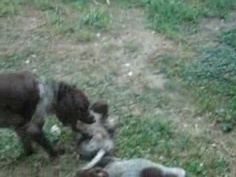 BAHIA ET SES CHIOTS DE DEUX MOIS