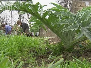 Demand for allotments at 'all-time high'