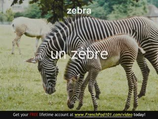 Learn French - French Safari Animals Vocabulary