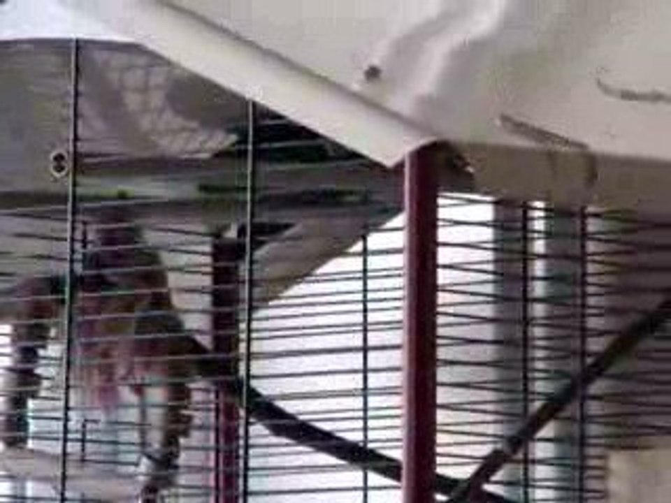 Notre couple de perruches Catherine