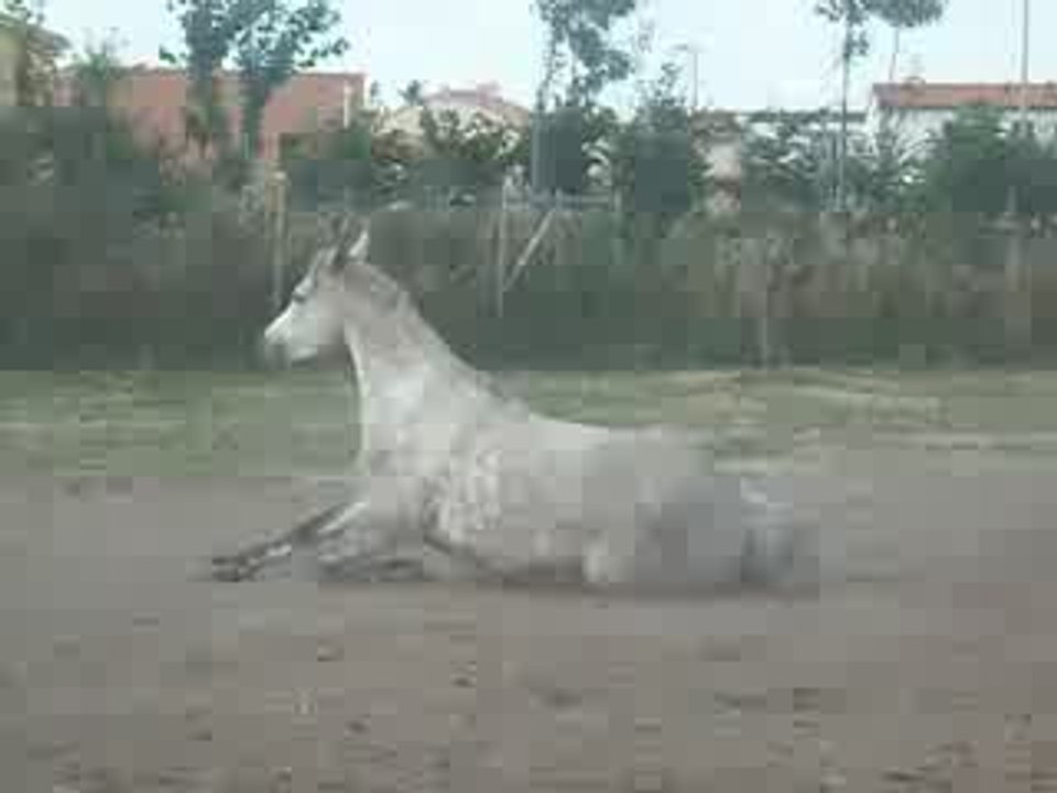 quenette qui fait des cabriolle