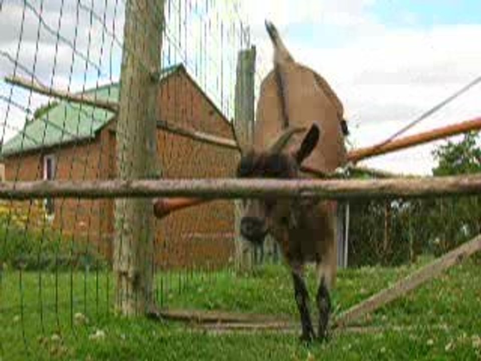 Saut d'obstacle