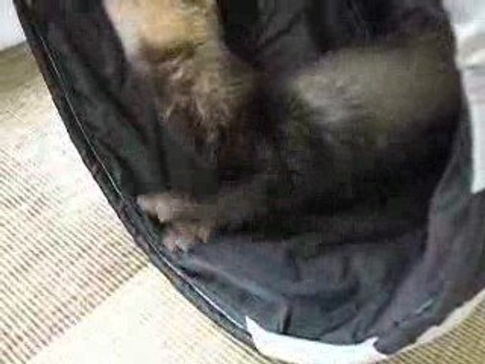 Tibet et le tunnel à bruissement