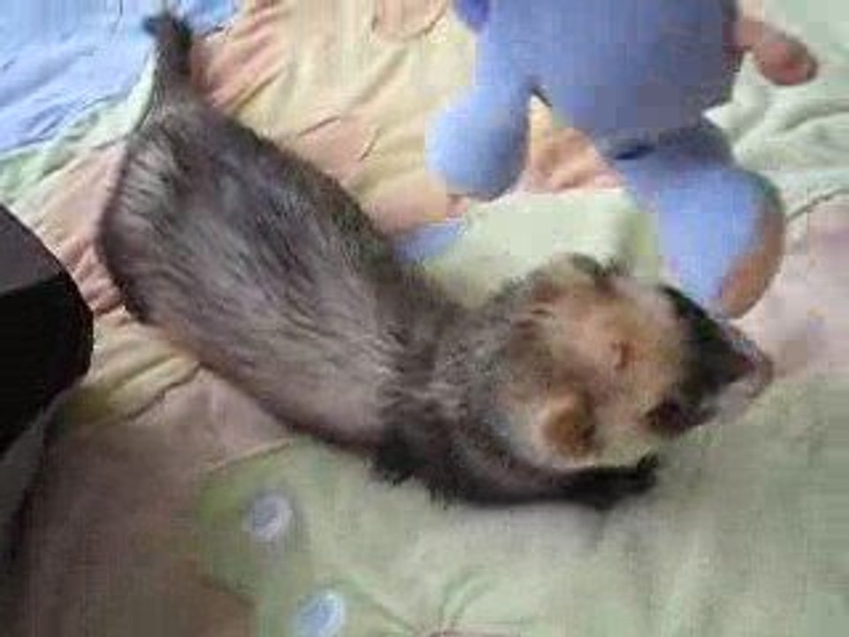 Tibet et les pendouilloux