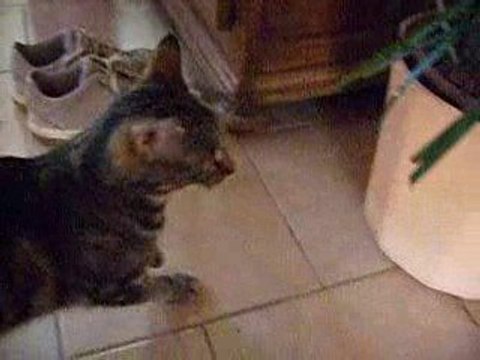 Praline 2 ans à adopter par Ta Patte sur mon Coeur