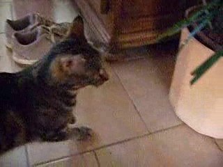 Praline 2 ans  à adopter par Ta Patte sur mon Coeur