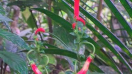 Turismo ecologico Cali Colombia