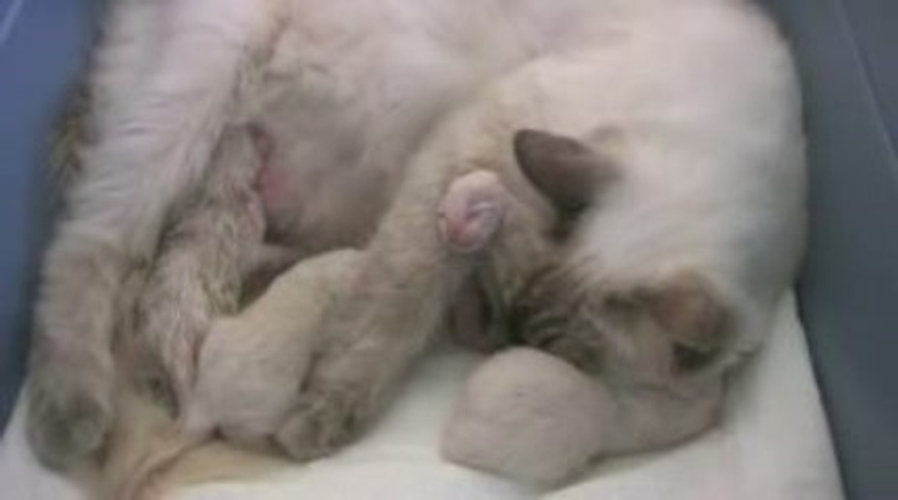 Les Chatons de Daluna 1