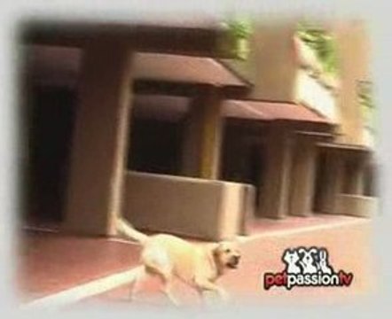 Raccontaci del tuo amico a 4 zampe su PetPassionTV