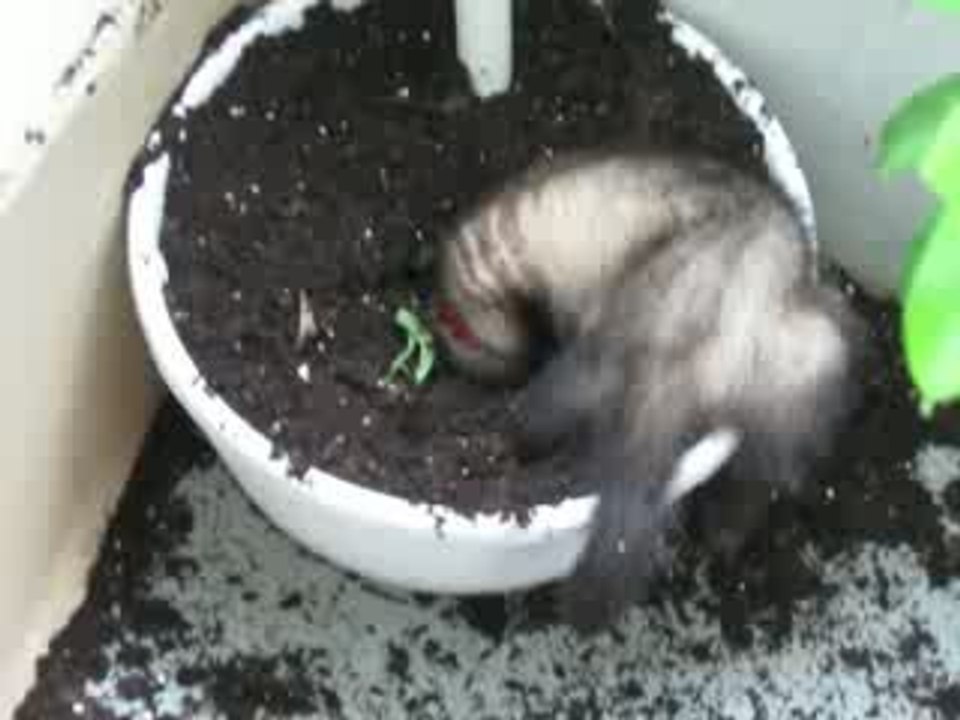 zizou le furet lyonnais qui creuse