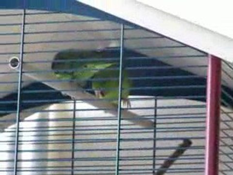 Tino et Tina perruches catherine