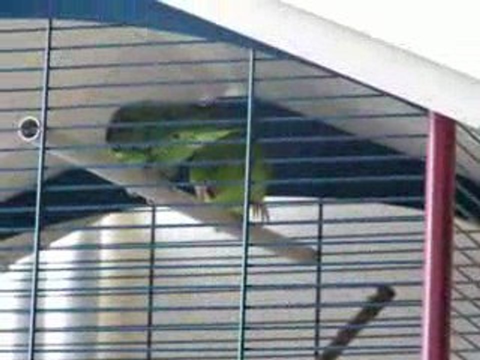 Tino et Tina perruches catherine