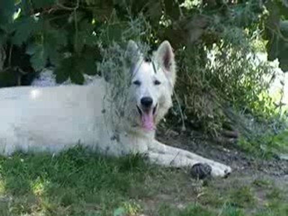 berger blanc suisse
