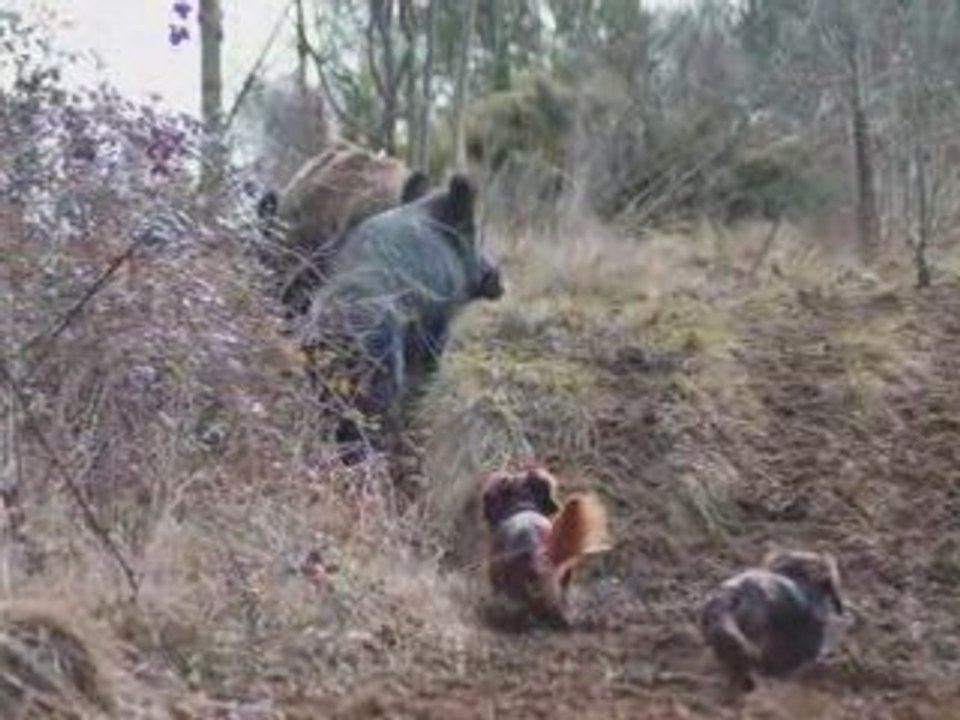 teckel chasse au sanglier