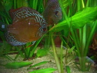 mon nouveau couple snakeskin x discus brun
