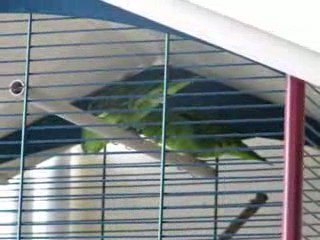 Tino et Tina couple de Catherine