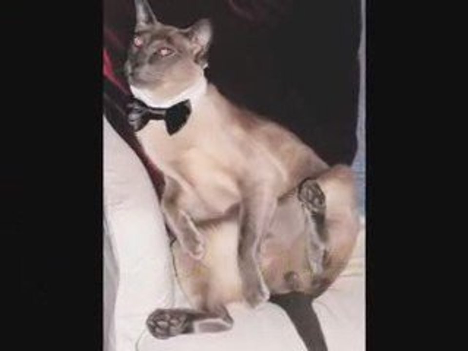 EFFECTS OF ALCOOL (2) for CATS...