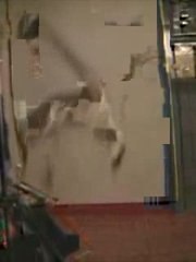 Chat Vs chauve-souris