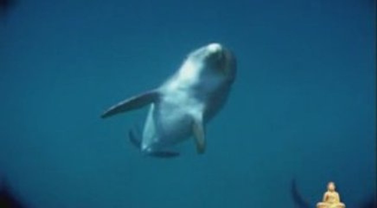 Cetacea