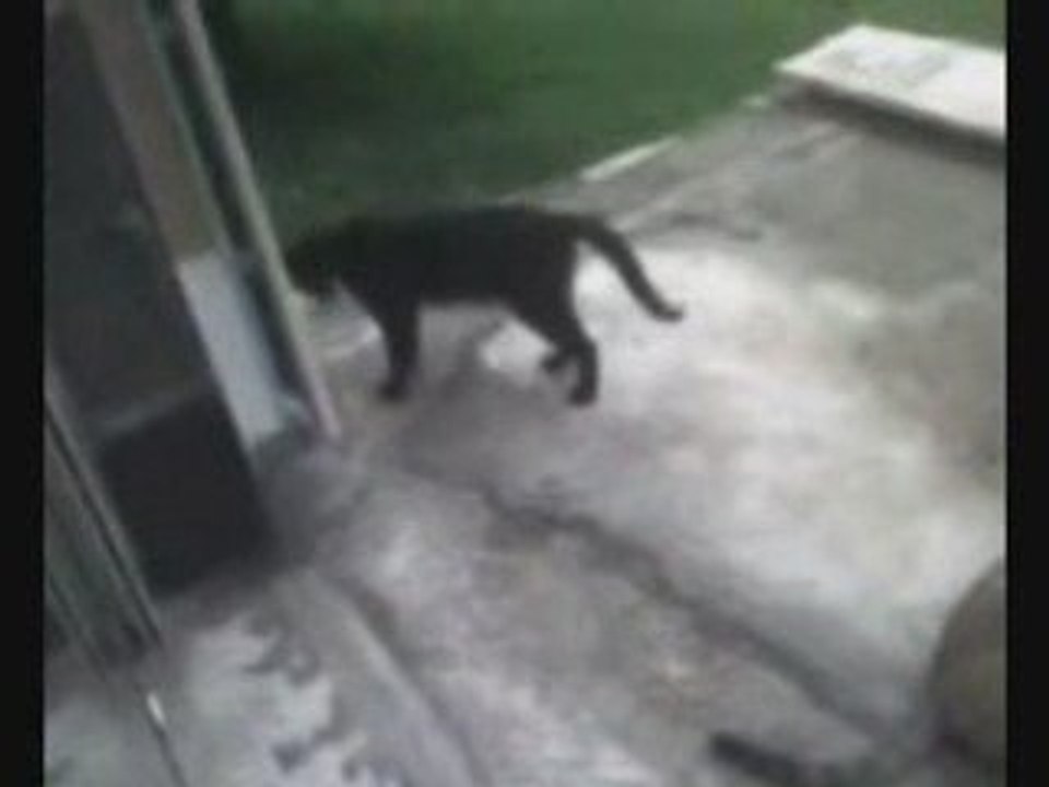 Des chats en plein forme !