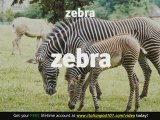 Learn  - Italian Safari Animals Vocabulary