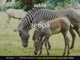 Learn  - Russian Safari Animals Vocabulary