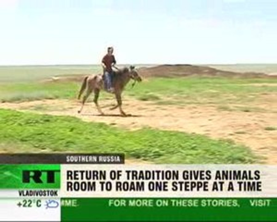 Camels: hope of Russia’s Buddhist republic