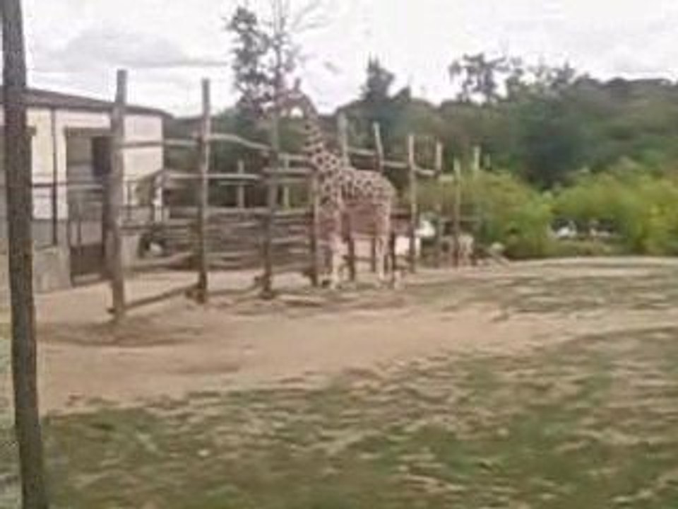 girafe2