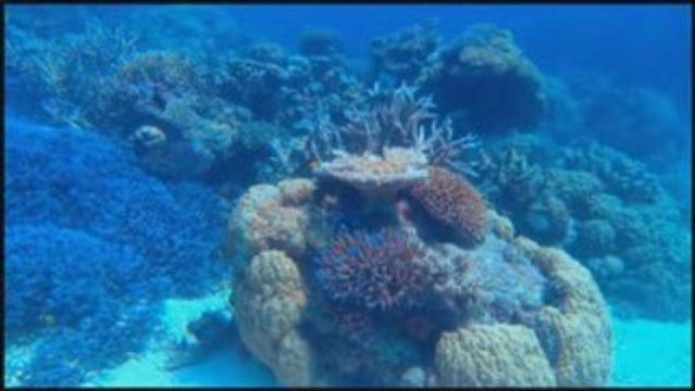 Voyage sous les mers - Interviews Marion Cotillard, Mantello