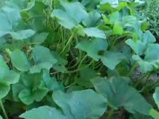 July 2009 summer garden and pond