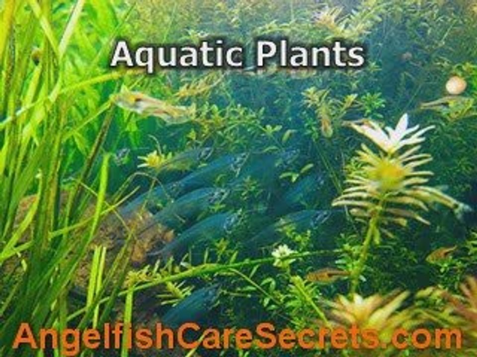 What's Black Angelfish? Learn Amusing Facts About Angelfish