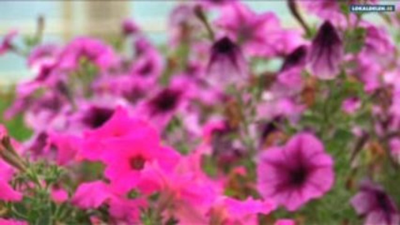 handelsträdgård Tungelsta Stockholms län Blomorado