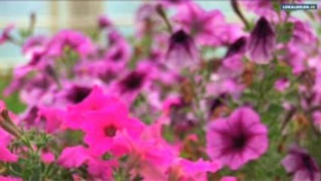 handelsträdgård Tungelsta Stockholms län Blomorado