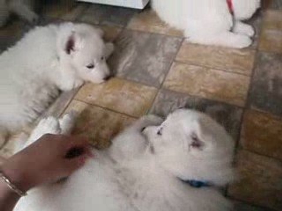 Chiot Berger Blanc Suisse