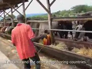 African Wildlife Foundation - Manyara Ranch