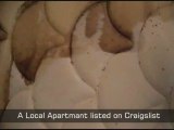 Craigslist Infested Apartment -2