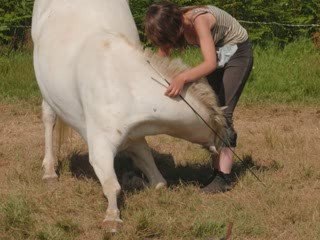 le cheval de mon amie