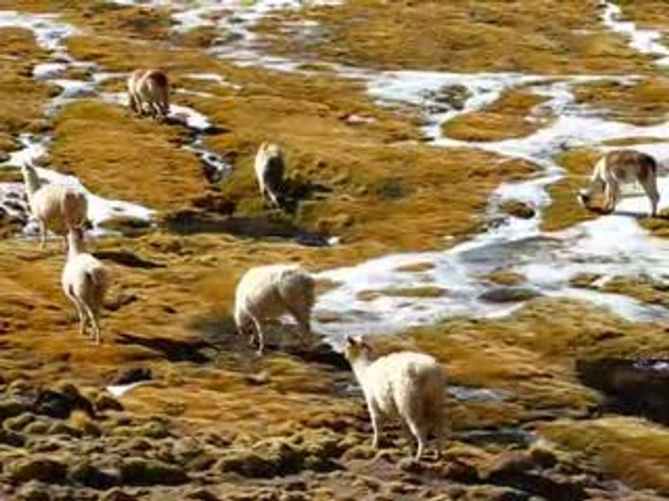 San Pedro de Atacama,Chile