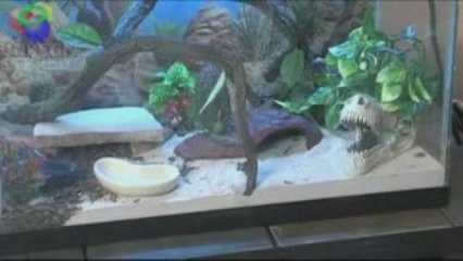 Care for Your Leopard Gecko