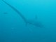Trasher Shark / Requin Renard Philippines