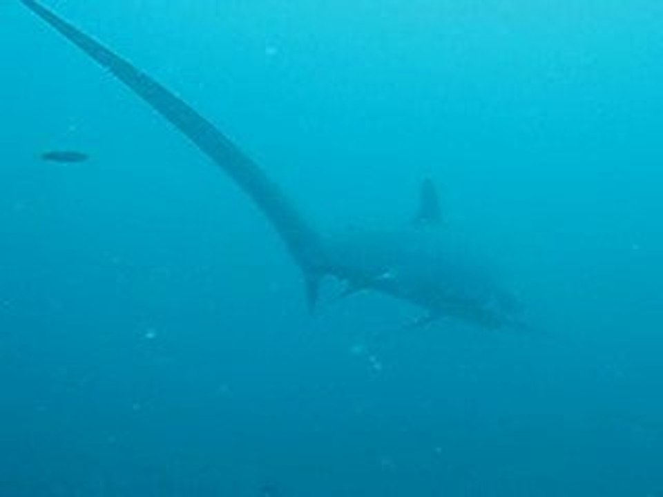 Trasher Shark / Requin Renard Philippines
