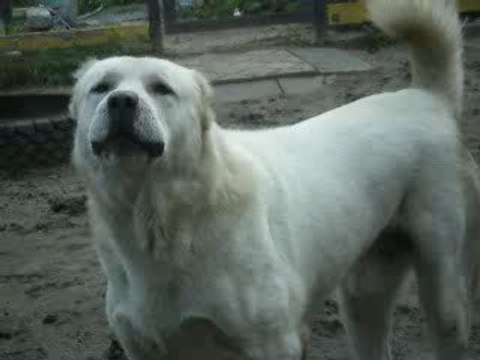 Сен Сао Мурат