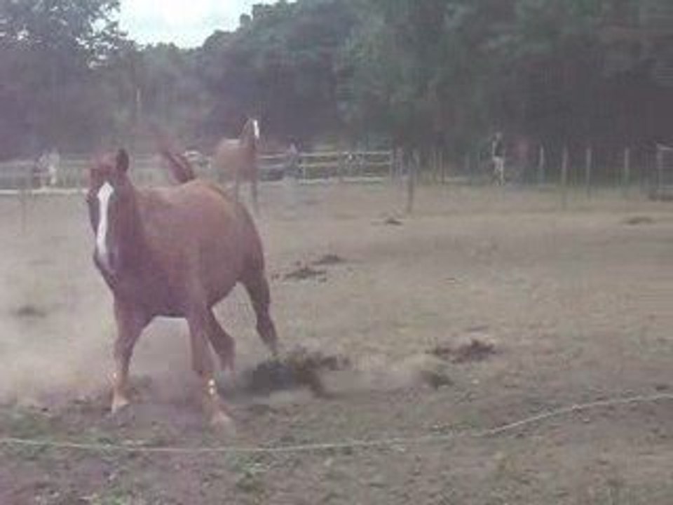 la fièvre du cheval
