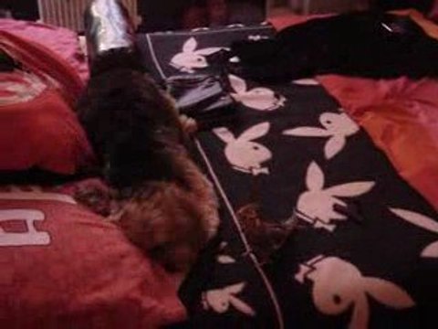 calopsitte qui chante