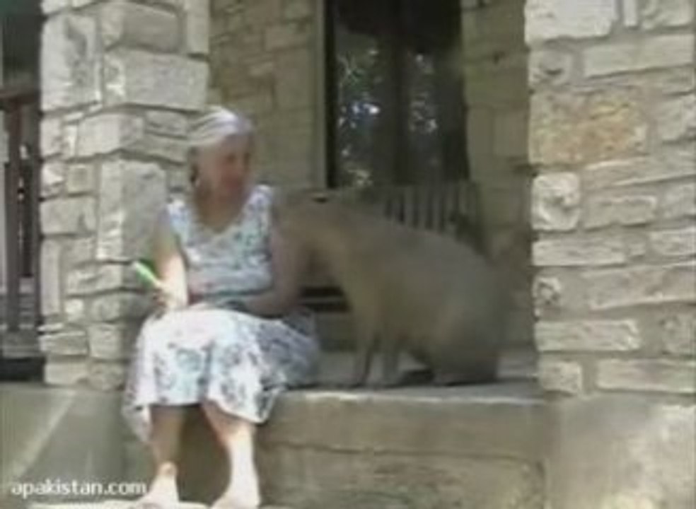 Huge Capybara Eating a Popsicle