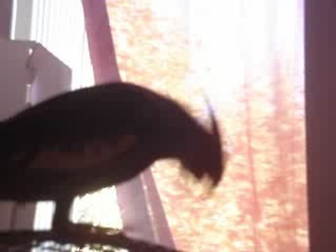 calopsitte qui chante